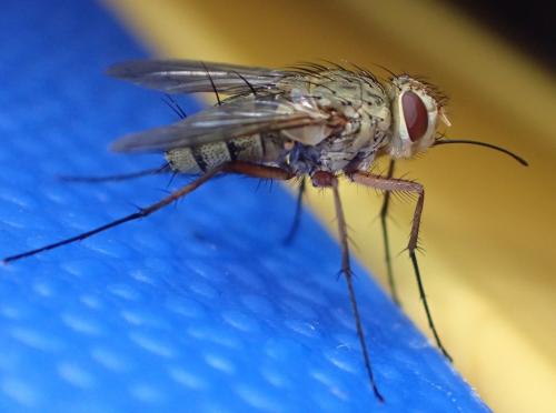 Prosena siberita